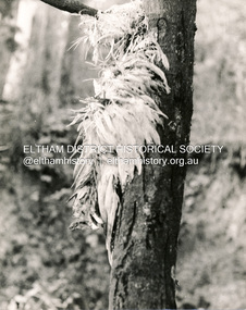 Photograph, George W. Bell, Flood Eltham early 1950's, 1950c