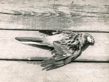 Photograph, George W. Bell, Dead Parrot Eltham, 1960s