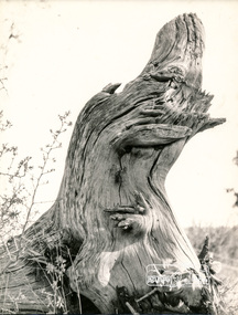 Photograph, George W. Bell, Tree Eltham, 1960s