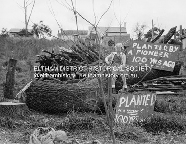 Photograph - Black and White Print, George W. Bell, Tree Protest, Franklin Street, Eltham, 1956