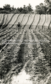 Photograph, George W. Bell, Fabbro's Market Garden, South Eltham, 1960s
