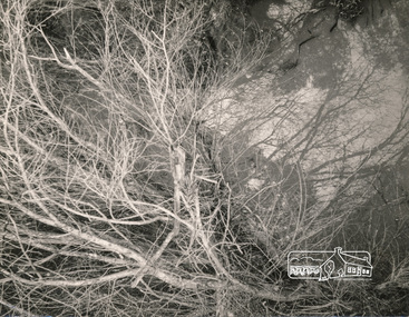 Photograph, George W. Bell, Beside Diamond Creek, 1965, 1965