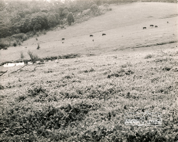 Photograph, George W. Bell, River Flats, Sweeneys Lane, 1960s