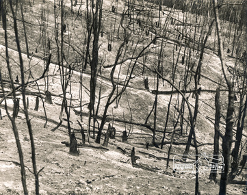 Photograph, George W. Bell, Laughing Waters Road Area, Mar 1965, 1965