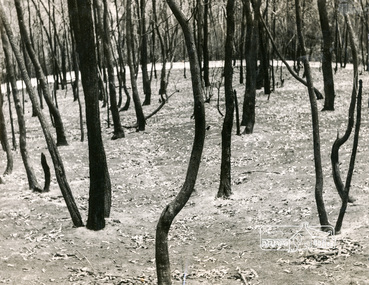 Photograph, George W. Bell, Eltham, Laughing Waters Area, 1965