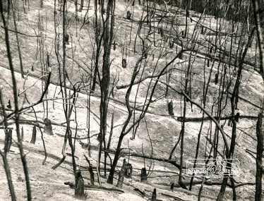 Photograph, George W. Bell, Laughing Waters Area, Eltham, 1965