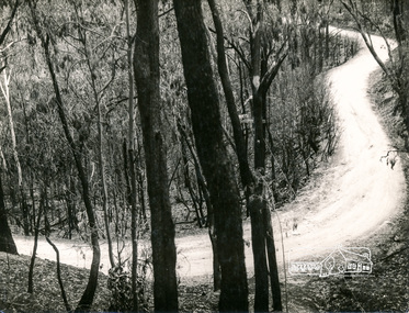 Photograph, George W. Bell, Fire Aftermath, Laughing Waters Area, 1965