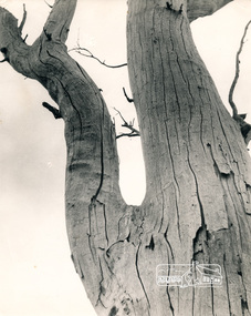Photograph - Black and White Print, George W. Bell, Dead Red Gum, Eltham Templestowe Area