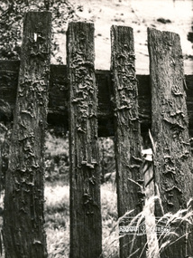 Photograph, George W. Bell, Fence, farmhouse, Yarra Glen Road