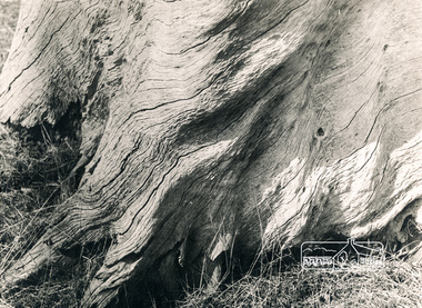 Photograph, George W. Bell, Red Gum, Eltham-Templestowe area