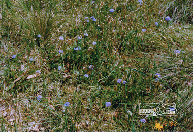 Photograph, Russell Yeoman, Blue pincushions, St Andrews