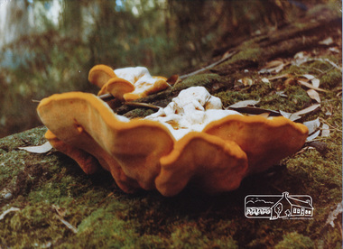 Photograph, Russell Yeoman, Bracket fungus, 1983