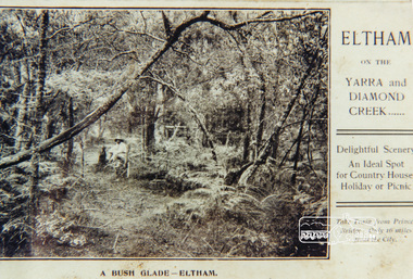 Photograph, A bush glade Eltham, c.1909, 1909c