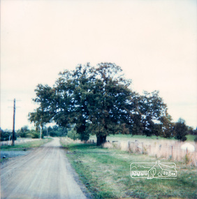 Photograph, Donaldson's Oak, Donaldsons Road, Kangaroo Ground, c.1967