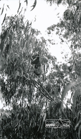 Photograph, Peter Bassett-Smith, Koala in garden of 22 York Street, Eltham, 1928
