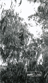 Photograph, Peter Bassett-Smith, Koala in garden of 22 York Street, Eltham, 1928, 1928