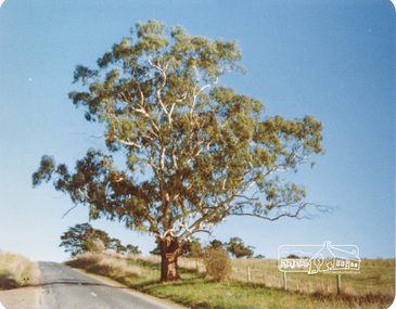 Photograph, Peter Bassett-Smith, White Gum, Main Road Eltham-Yarra Glen, Kangaroo Ground, June 1977, 1977
