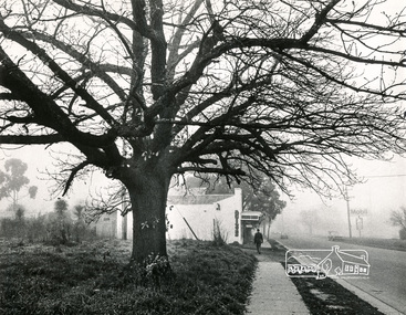 Photograph, Old Oak Tree near cnr of Franklin Street and Main Road, Eltham