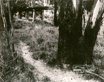 Photograph, Tree and Trestle Bridge, Eltham