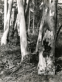 Photograph, Gum trees