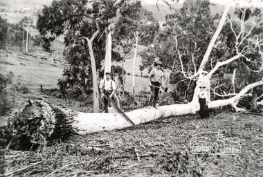 Photograph, Tom Prior, Cutting trees