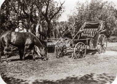 Negative - Photograph, P.A. Cooper with horse and Phaeton at Eltham Park, c.1905