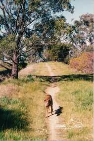 Photograph, Richard Pinn, Jah on Maroondah Aqueduct trail south of Allendale Road, c.1991, 1991c