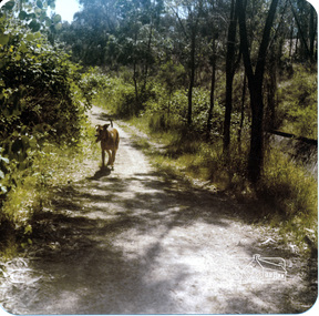 Photograph, Richard Pinn, Jah on Maroondah Aqueduct trail west of Afton Street, early 1980s, 1980s