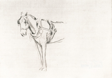 Photograph, Horse study