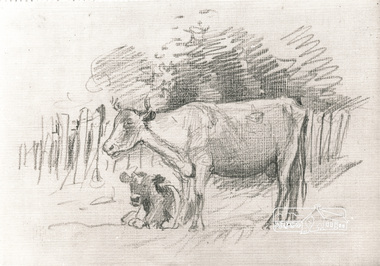 Photograph, Study of cows