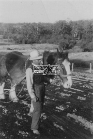 Photograph, Guildo Fabbro, Falkiner Street, Eltham with Clydesdale horse