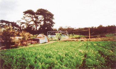 Photograph, Artichokes growing at Bell Street, Eltham, c.1990s