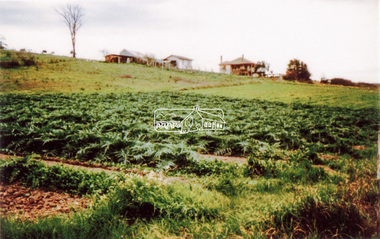 Photograph, Artichokes growing at Bell Street, Eltham, c.1990s