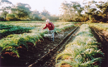 Photograph, Maurice Fabbro with artichokes growing at Bell Street, Eltham, c.1990s. Maurie is in his 70s