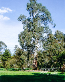 Photograph, Large Manna Gum Scar Tree, Wingrove Park, Eltham