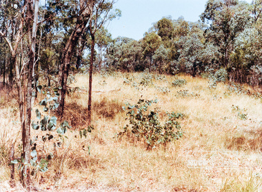 Photograph, Near Koornong Crescent, Warrandyte, c.1980