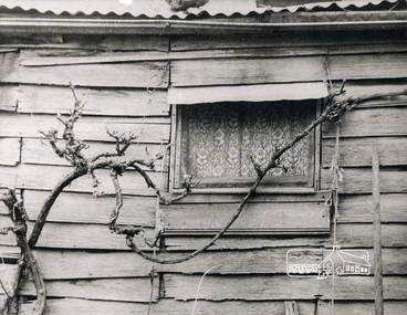 Photograph, George W. Bell, Detail, Front Wall, Birch Cottage, Yarra Glen Road, Smiths Gully, Aug 1969, Aug 1969