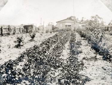 Photograph, 'Ardlui' - home of James (Jim) Jenkins and his wife Fanny Davidson Carrucan