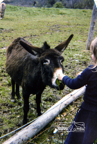 Photograph, Rachel Thomas feeding the donkey, Eltham Christian School, 1981