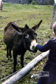 Photograph, Rachel Thomas feeding the donkey, Eltham Christian School, 1981, 1981
