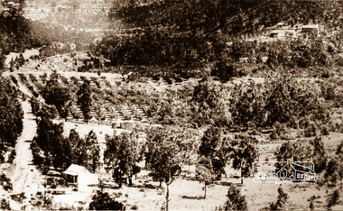 Negative - Photograph, Silvan Gully area, Upper Diamond Creek, c.1911