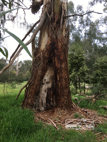 Photograph, Peter Pidgeon, Large Manna Gum Scar Tree, Wingrove Park. A significant site for the Wurundjeri, 2 Sep 2017