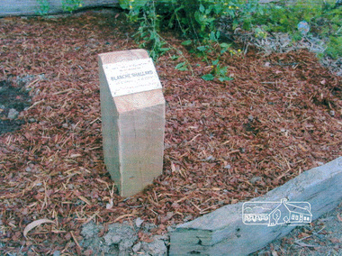 Photograph, Tree planting and plaque dedication in memory of Society member, Blanche Shallard, 11 Dec 2002, 11/12/2002