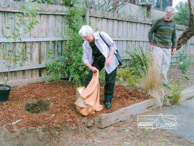 Photograph, Opal Smith unveils the plaque with Harry Gilham looking on; tree planting and plaque dedication in memory of Society member, Blanche Shallard, 11 Dec 2002, 11/12/2002