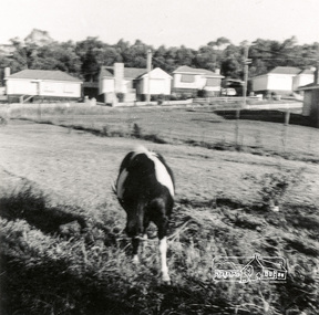 Photograph, Vacant land between Beattie Street and Hoban Avenue, Montmorency, c.1952, 1952c