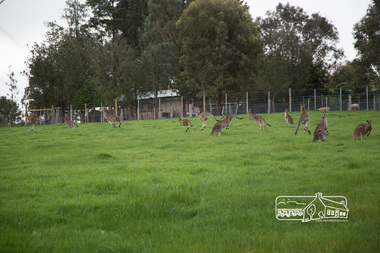 Photograph, Peter Pidgeon, Heritage Excursion; Laughing Waters, Laughing Waters Road, Eltham, 7 Sep 2013, 7 Sep 2013