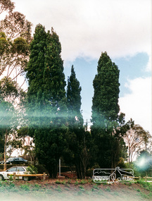 Photograph, Harry Gilham, Shillinglaw trees, January 1999, 1999