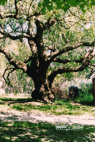 Photograph, Harry Gilham, Peppercorn tree at Eltham Living and Learning Centre, 1986, 1986