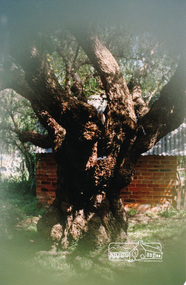 Photograph, Harry Gilham, Peppercorn tree at Eltham Living and Learning Centre, possibly 2012