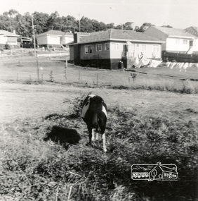 Photograph, Vacant land between Beattie Street and Hoban Avenue, Montmorency, c.1952, 1952c